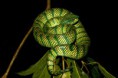 /album/photo-gallery-wildlife1/bornean-keeled-green-pit-viper-tropidolaemus-subannulatus-kinabatangan-jpg/